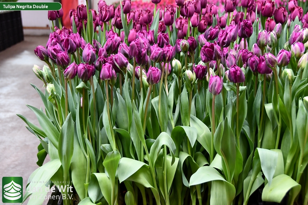 Negrita Double ® | Tulip | Jan de Wit en Zonen B.V.